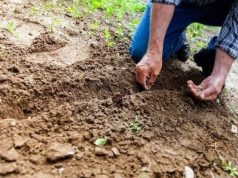 La agricultura sostenible: La solución para combatir el hambre y salvar el planeta