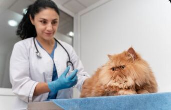 Autoridades invitan a proteger a las mascotas contra la rabia