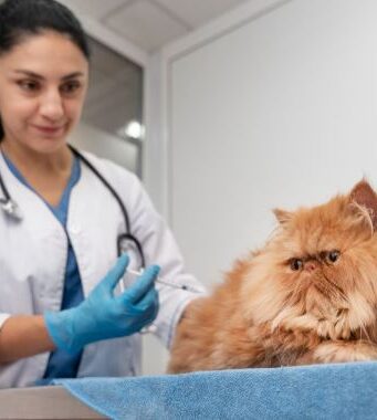 Autoridades invitan a proteger a las mascotas contra la rabia