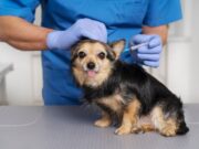 Jornadas de vacunación antirrábica en Madrid