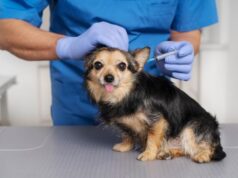 Jornadas de vacunación antirrábica en Madrid