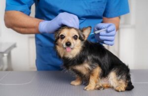 Jornadas de vacunación antirrábica en Madrid