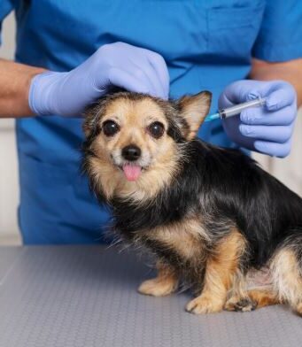 Jornadas de vacunación antirrábica en Madrid