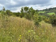 Chía protege 121 hectáreas de reserva ambiental