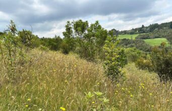 Chía protege 121 hectáreas de reserva ambiental