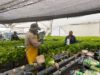Madrid fortalece la resiliencia agrícola frente al cambio climático
