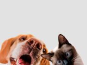 Sibaté realizará jornada de esterilización canina y felina en Alto Charco