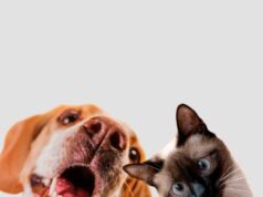 Sibaté realizará jornada de esterilización canina y felina en Alto Charco