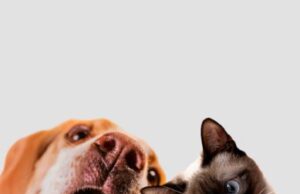 Sibaté realizará jornada de esterilización canina y felina en Alto Charco