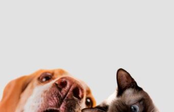 Sibaté realizará jornada de esterilización canina y felina en Alto Charco