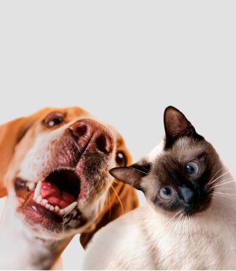 Sibaté realizará jornada de esterilización canina y felina en Alto Charco