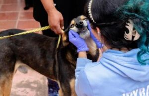 244 animales recibieron atención en zonas rurales de Cundinamarca