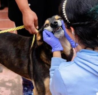 244 animales recibieron atención en zonas rurales de Cundinamarca