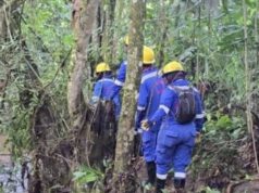 CAR agiliza autorización de talas y podas por riesgo de caída de árboles ante fenómeno de El Niño