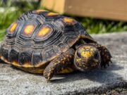 Chía fortalece la protección de la fauna silvestre con el rescate de dos tortugas víctimas del tráfico ilegal