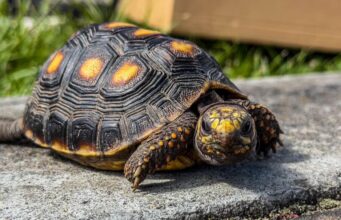 Chía fortalece la protección de la fauna silvestre con el rescate de dos tortugas víctimas del tráfico ilegal