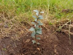 Fusagasugá conmemoró el Día del Árbol