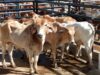Fusagasugá realizó la sexta Feria Ganadera del año