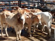 Fusagasugá realizó la sexta Feria Ganadera del año
