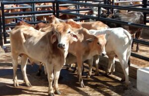 Fusagasugá realizó la sexta Feria Ganadera del año