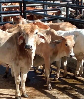 Fusagasugá realizó la sexta Feria Ganadera del año
