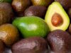 Fusagasugá será sede del Encuentro de Aguacateros