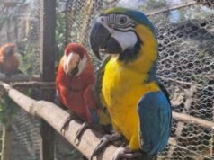 Loros rescatados por la CAR regresan a la vida silvestre tras exitoso proceso de rehabilitación