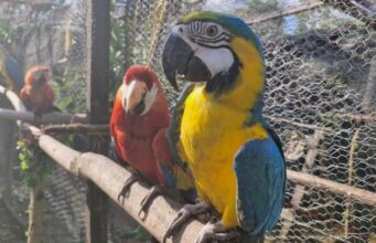 Loros rescatados por la CAR regresan a la vida silvestre tras exitoso proceso de rehabilitación
