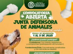 Madrid abrió convocatoria para integrar la Junta Defensora de Animales