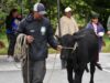 Sibaté fortalece el sector ganadero con Feria Ganadera