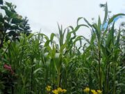 Sopó llevó atención agrícola y pecuaria a productores de la vereda La Violeta