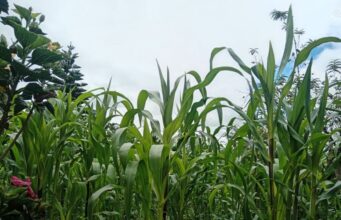 Sopó llevó atención agrícola y pecuaria a productores de la vereda La Violeta