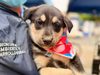 Cajicá realizó Gran Feria PET y jornada de adopción