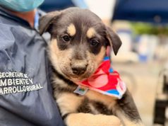 Cajicá realizó Gran Feria PET y jornada de adopción