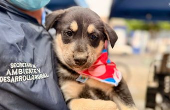 Cajicá realizó Gran Feria PET y jornada de adopción