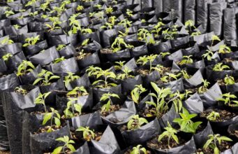 Chía fortalece el proceso de restauración ecológica