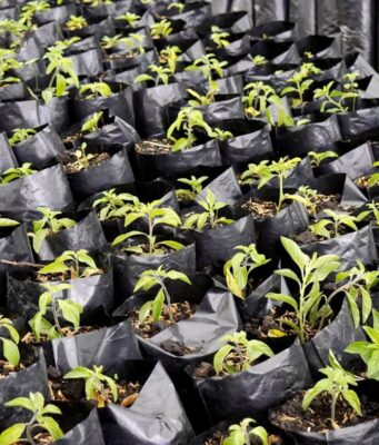Chía fortalece el proceso de restauración ecológica