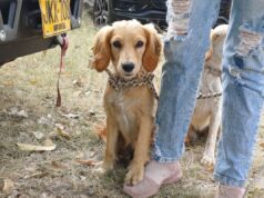 Fusagasugá avanza con jornadas de esterilización animal