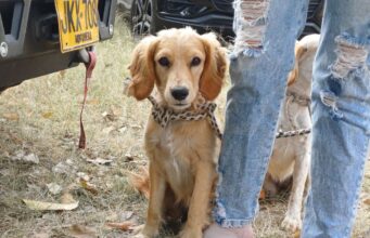Fusagasugá avanza con jornadas de esterilización animal