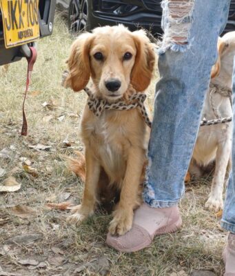 Fusagasugá avanza con jornadas de esterilización animal