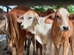 Fusagasugá fortalece su Feria Ganadera