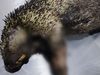Incendios forestales dejan tres animales silvestres muertos en Cundinamarca