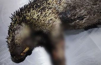 Incendios forestales dejan tres animales silvestres muertos en Cundinamarca