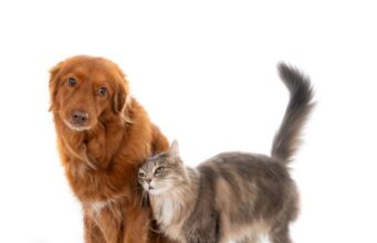 Madrid se une para ayudar a animales afectados