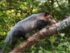 Sasaima devuelve a la libertad a 12 animales silvestres rehabilitados