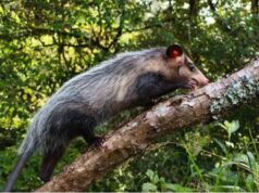 Sasaima devuelve a la libertad a 12 animales silvestres rehabilitados