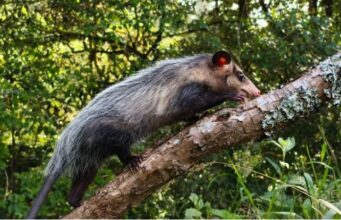 Sasaima devuelve a la libertad a 12 animales silvestres rehabilitados