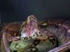 Soacha devuelve a su hábitat una boa constrictor hallada en Ciudad Verde