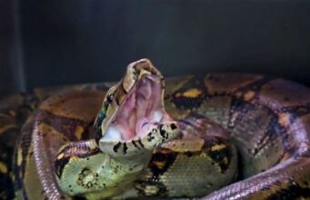 Soacha devuelve a su hábitat una boa constrictor hallada en Ciudad Verde