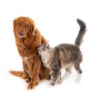 Tocancipá realizará jornada gratuita de esterilización